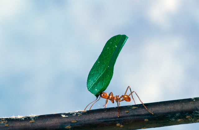 640px-Leaf-cutter_ant